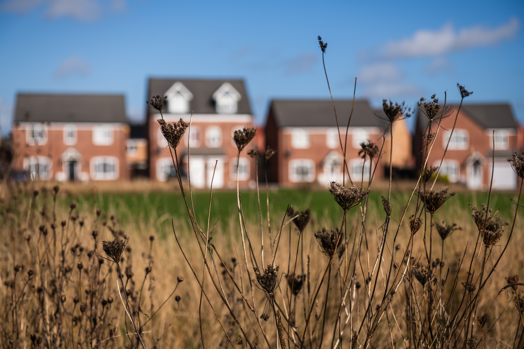 Roofs of Sparrow homes